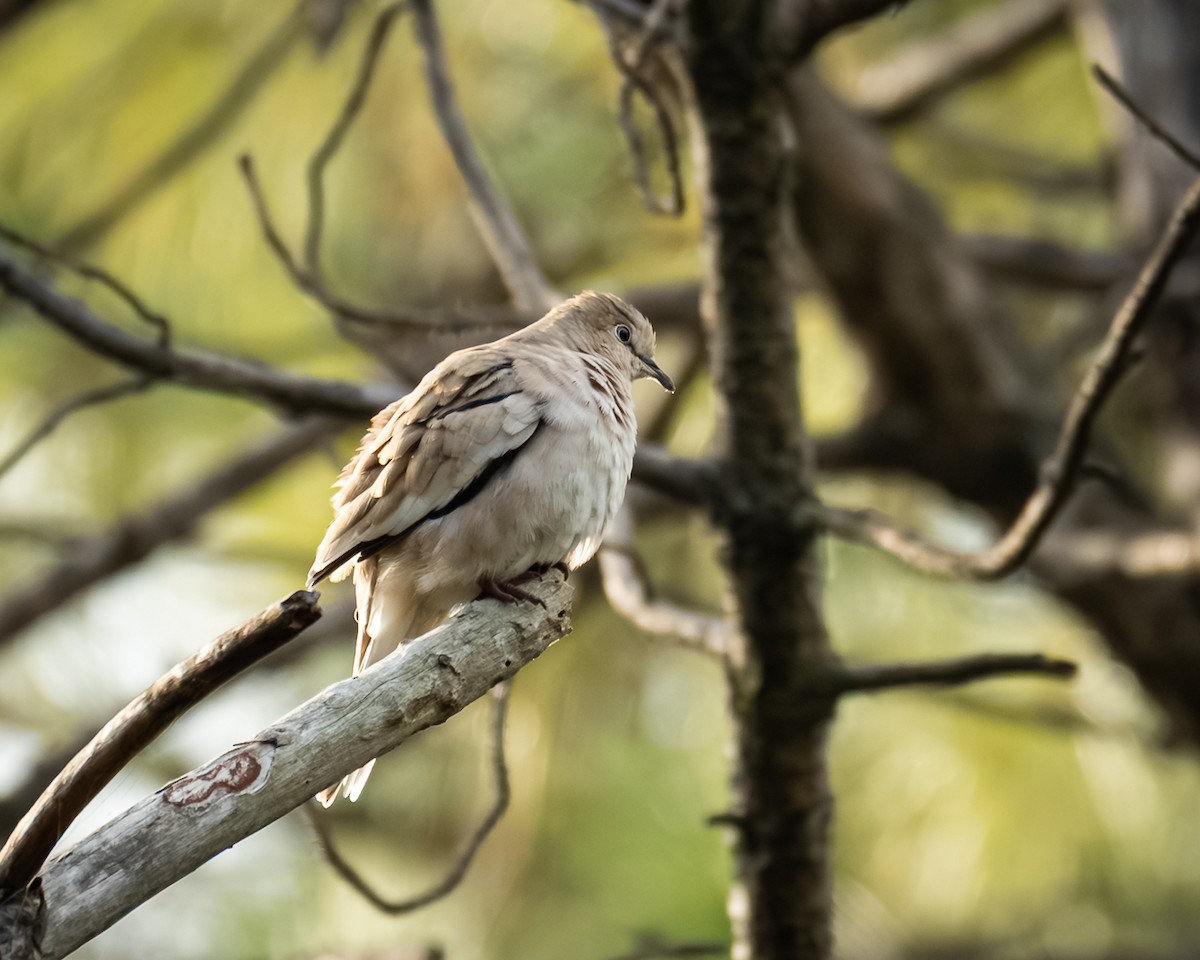 Picui Ground Dove - ML658312287