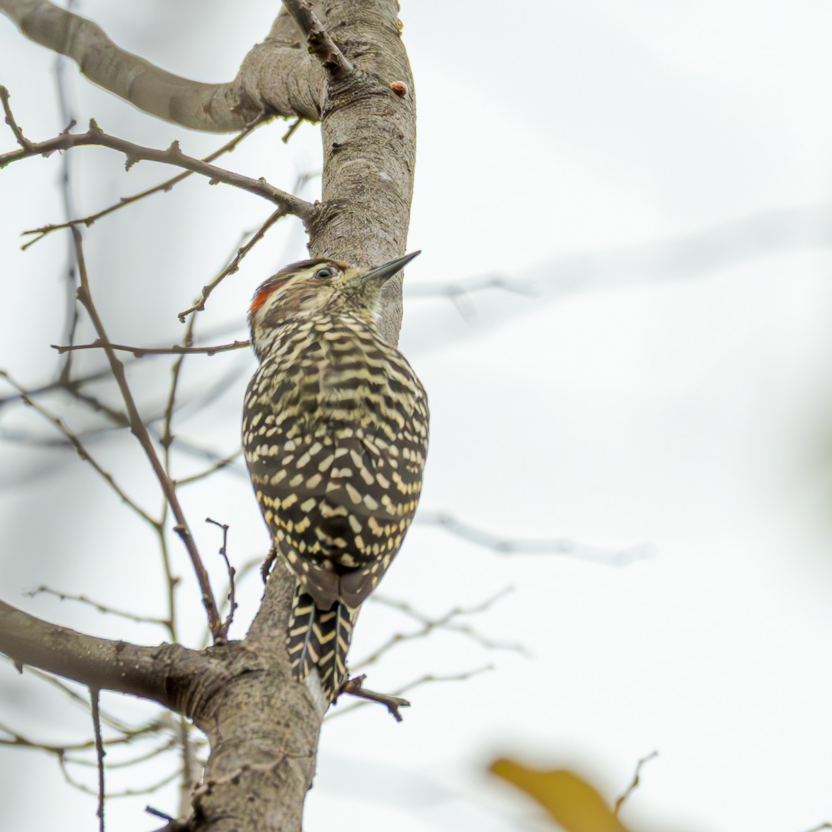 Checkered Woodpecker - ML658312338