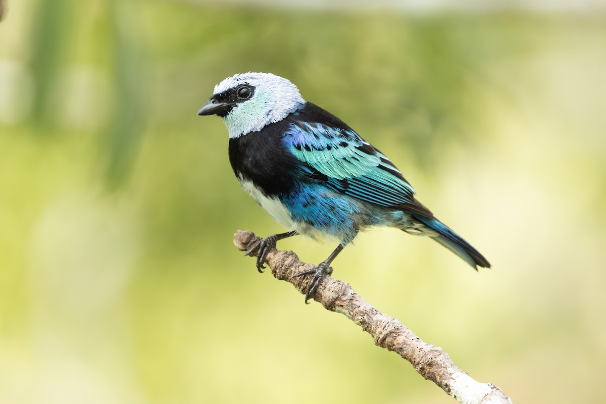 Masked Tanager - Stilpnia nigrocincta - Media Search - Macaulay Library ...