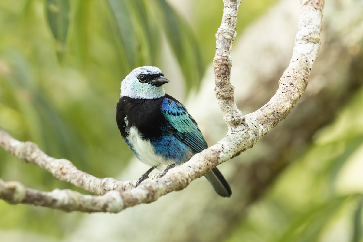 Masked Tanager - Stilpnia nigrocincta - Media Search - Macaulay Library ...