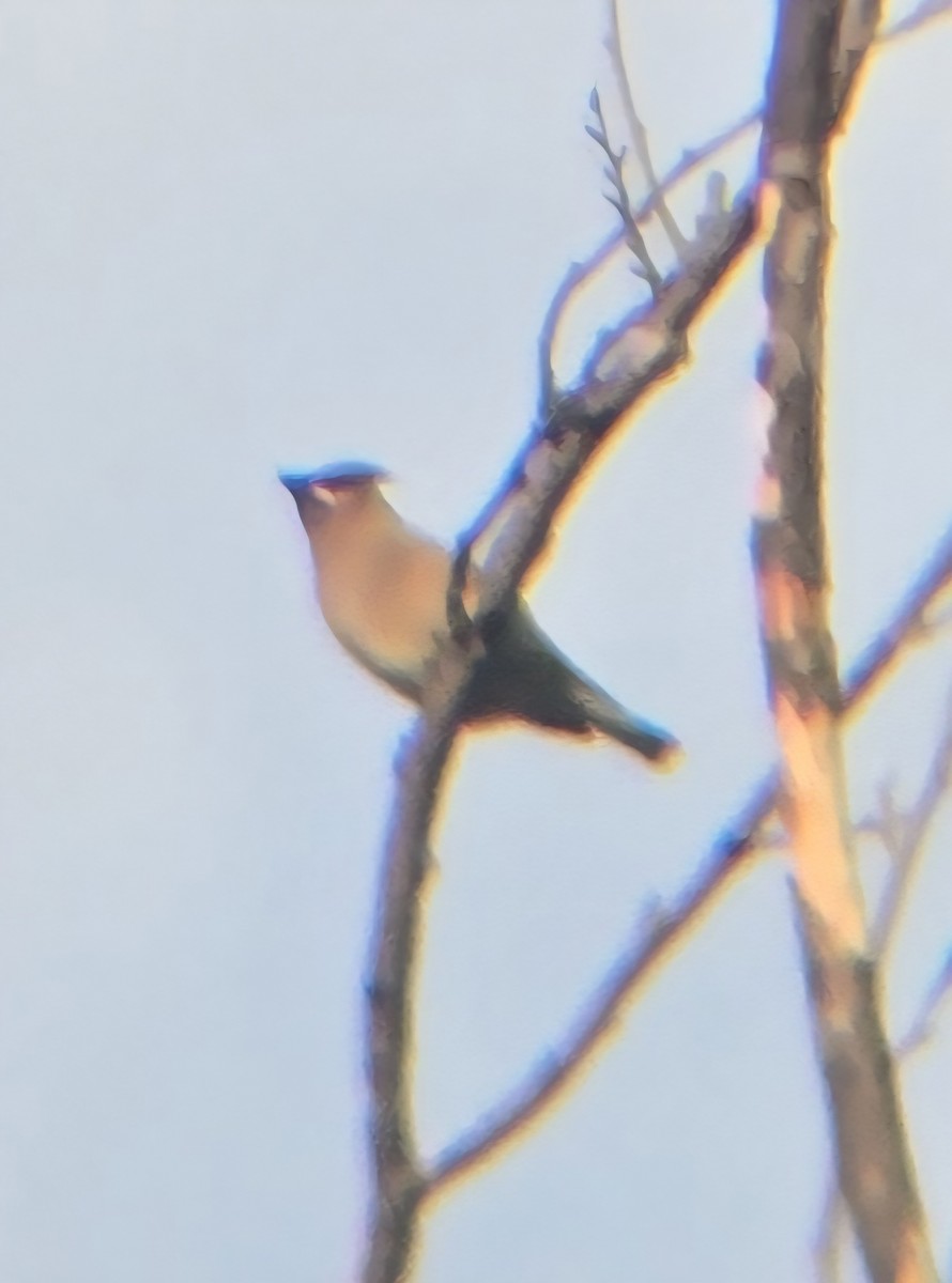 Cedar Waxwing - ML658314268