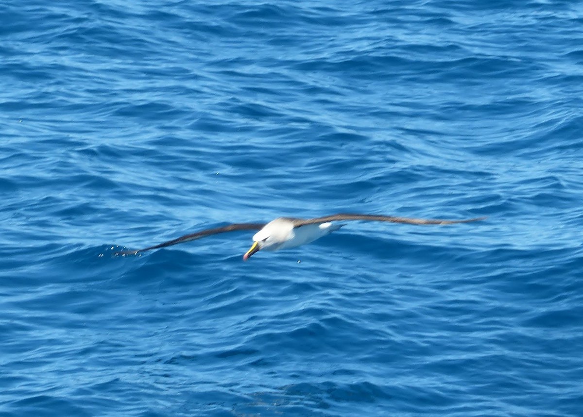 Atlantic Yellow-nosed Albatross - ML658314347