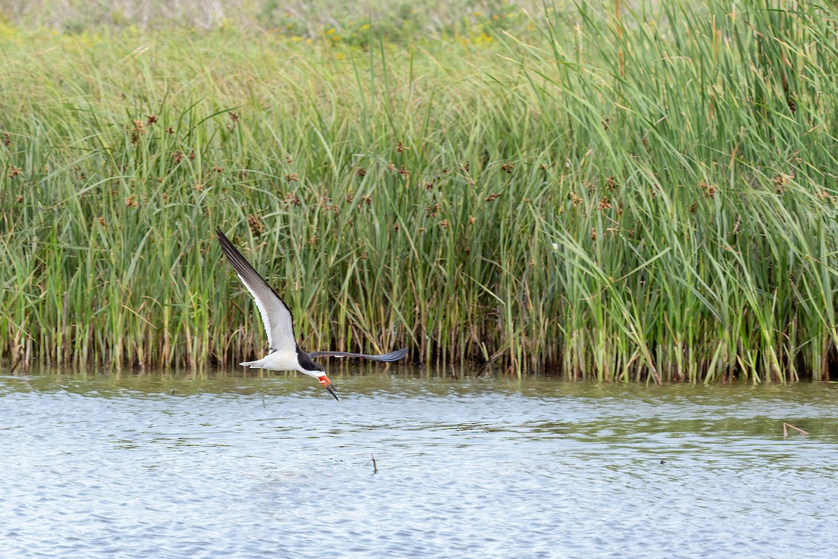 Black Skimmer - ML658320492