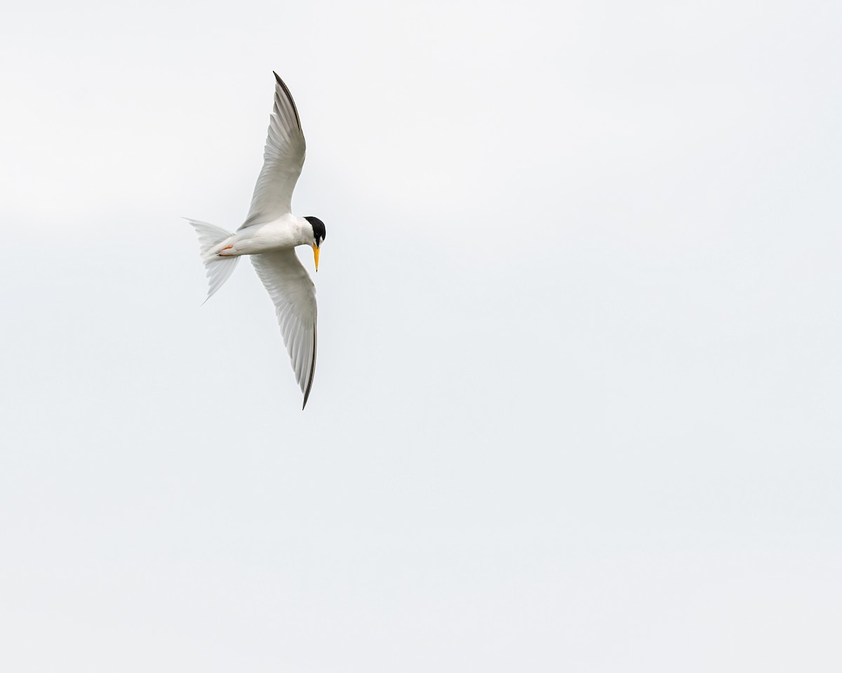 Least Tern - ML658320504
