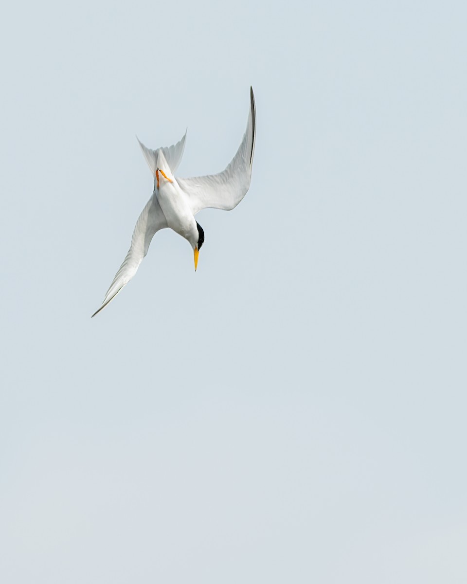Least Tern - ML658320505