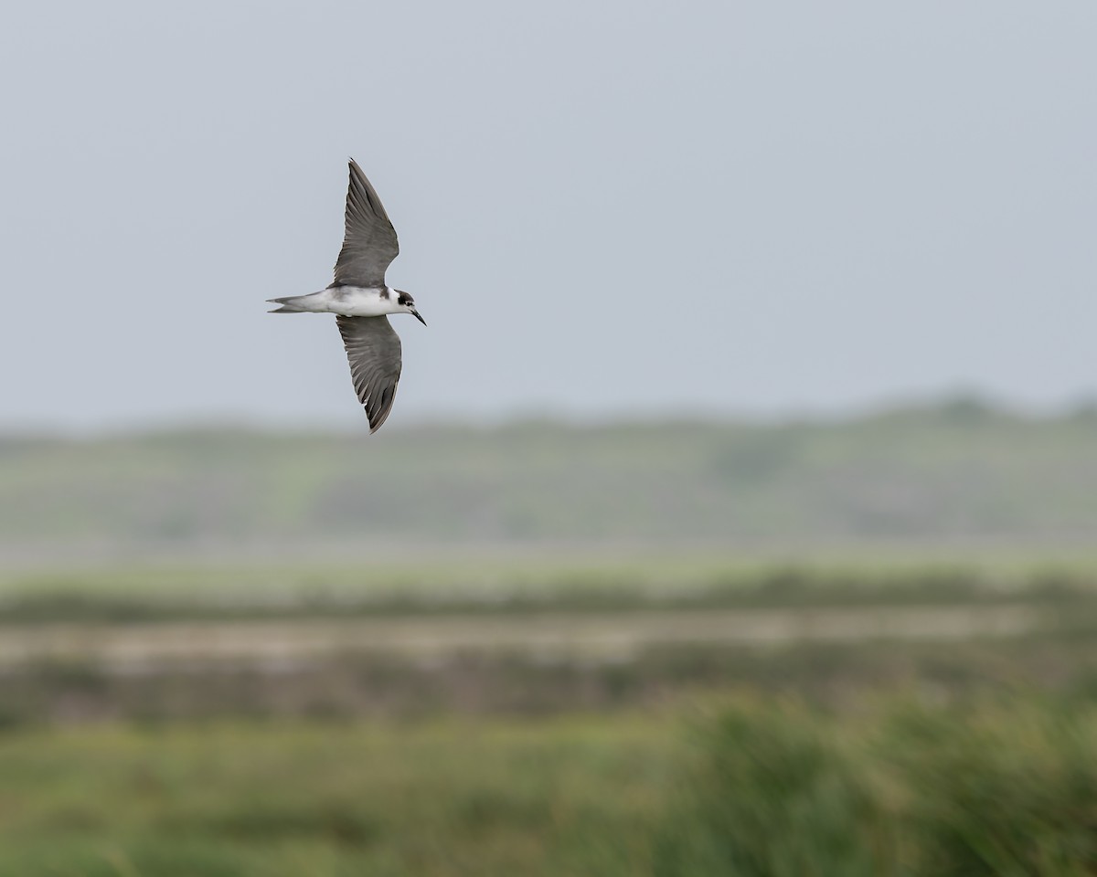 Black Tern - ML658320528