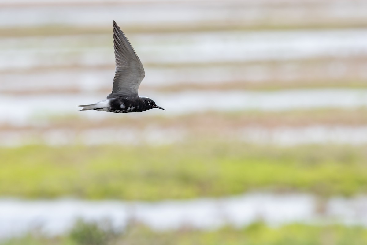 Black Tern - ML658320529