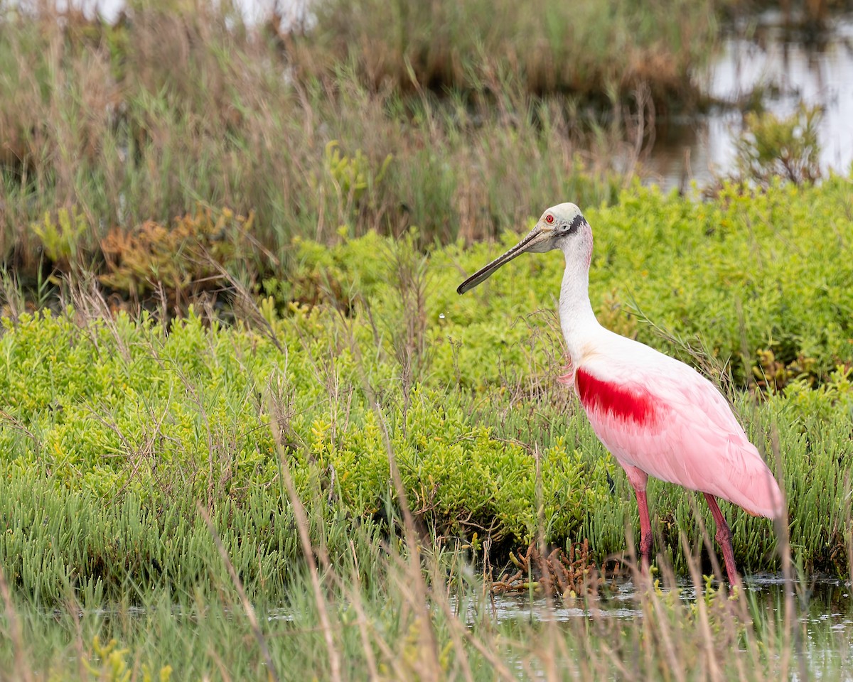Roseate Spoonbill - ML658320546