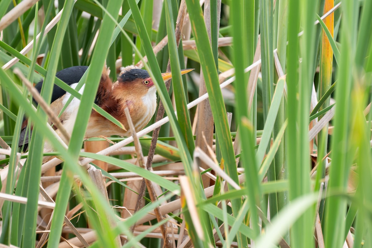 Least Bittern - ML658320572