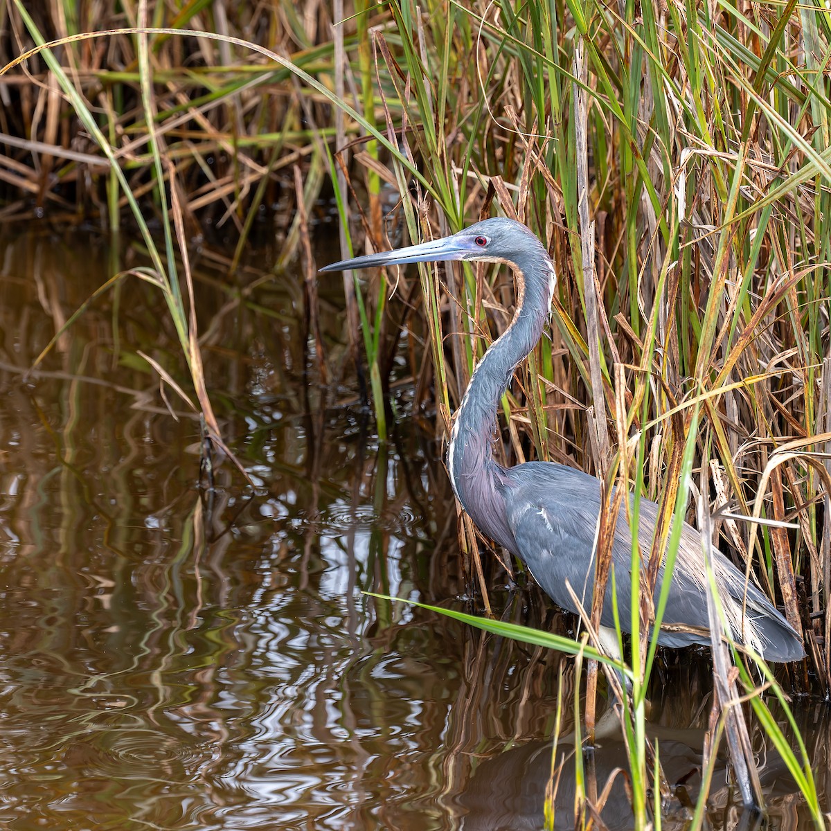 Tricolored Heron - ML658320592