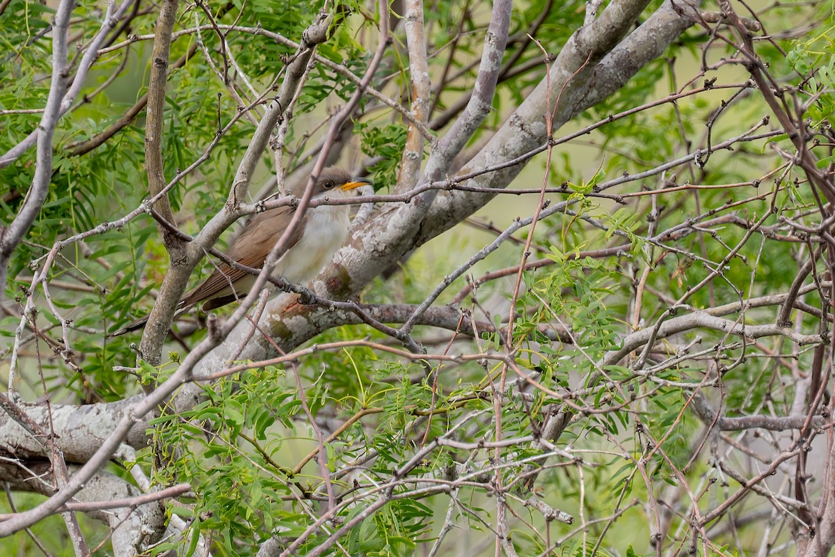 Yellow-billed Cuckoo - ML658320646