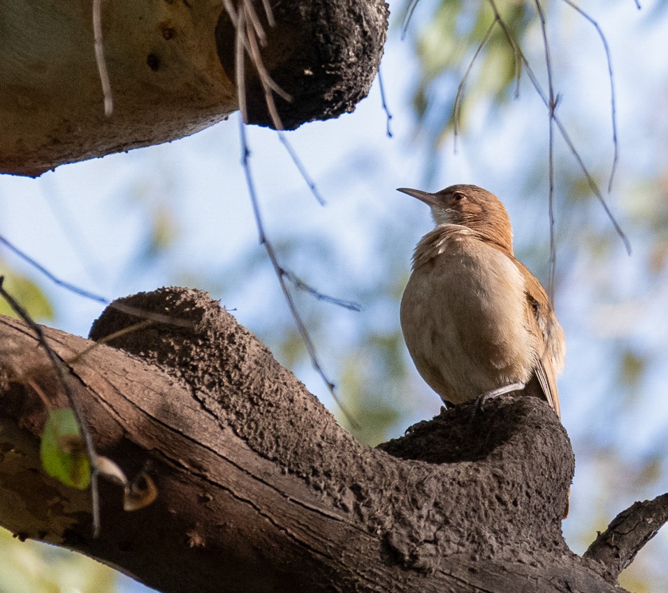 Rufous Hornero - ML658321404