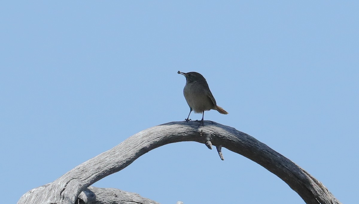 Northern House Wren (Northern) - ML658321458