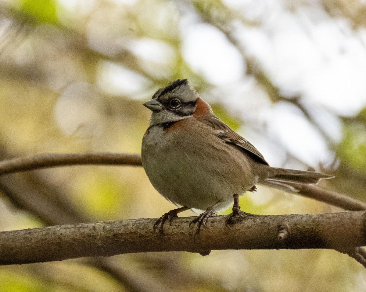 Rufous-collared Sparrow - ML658321535