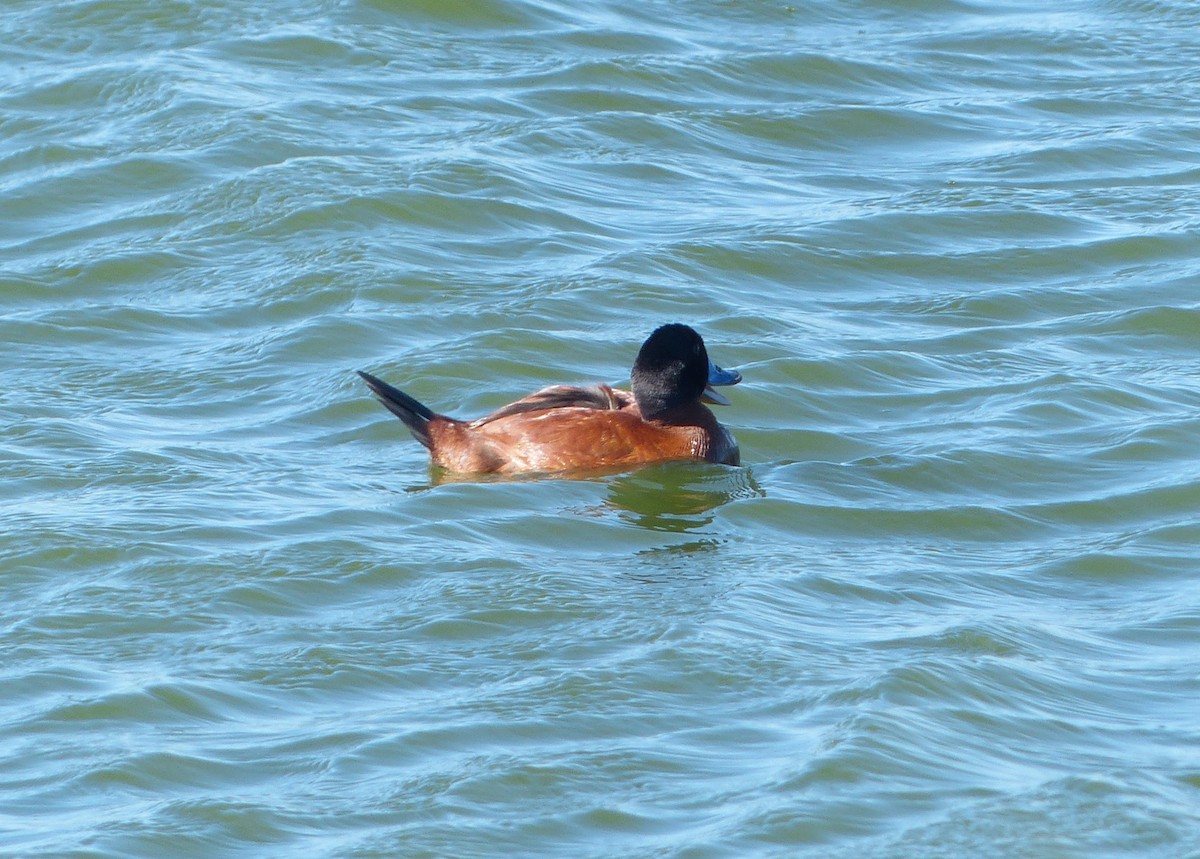 Maccoa Duck - ML658321831