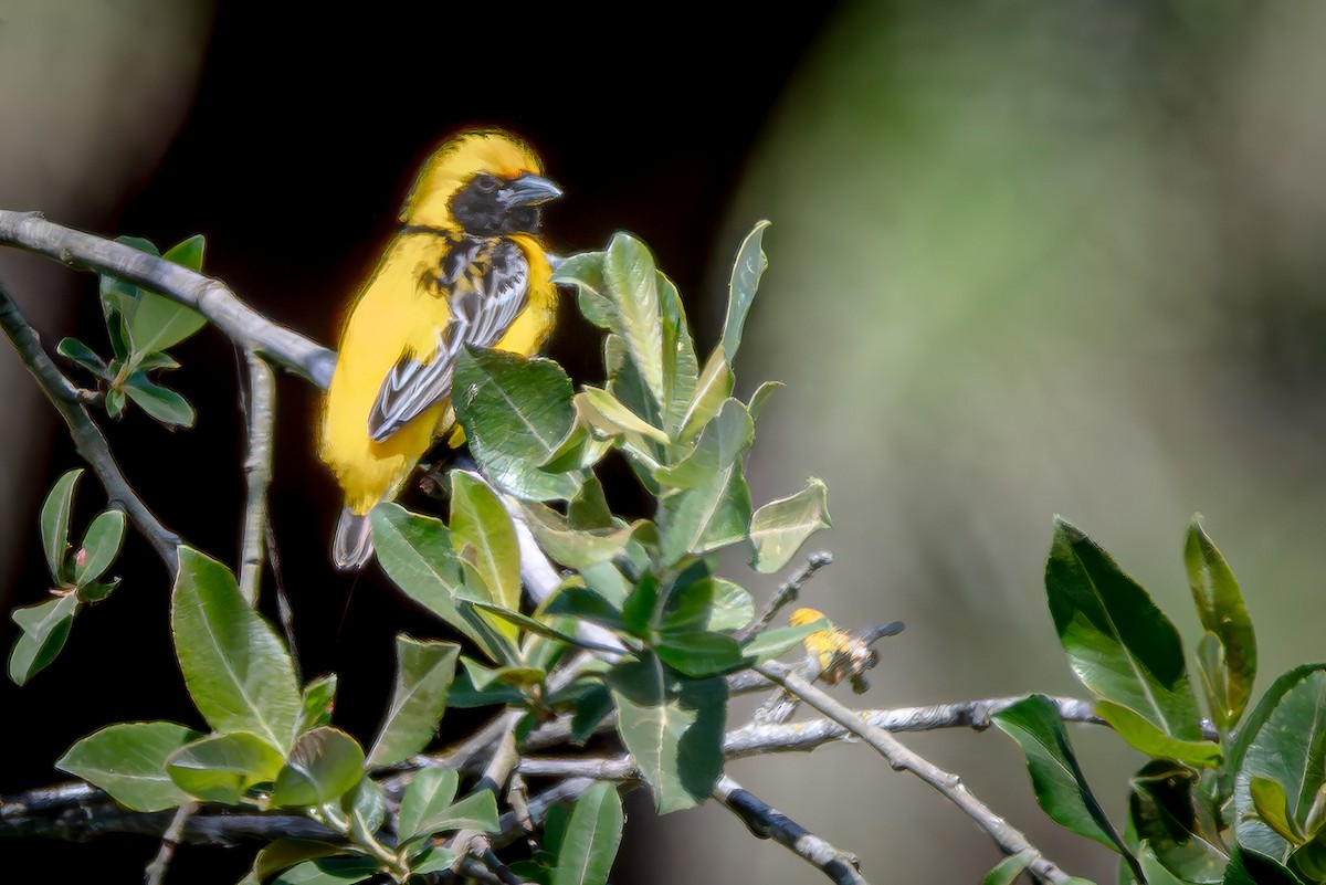 Yellow-crowned Bishop - ML658323671