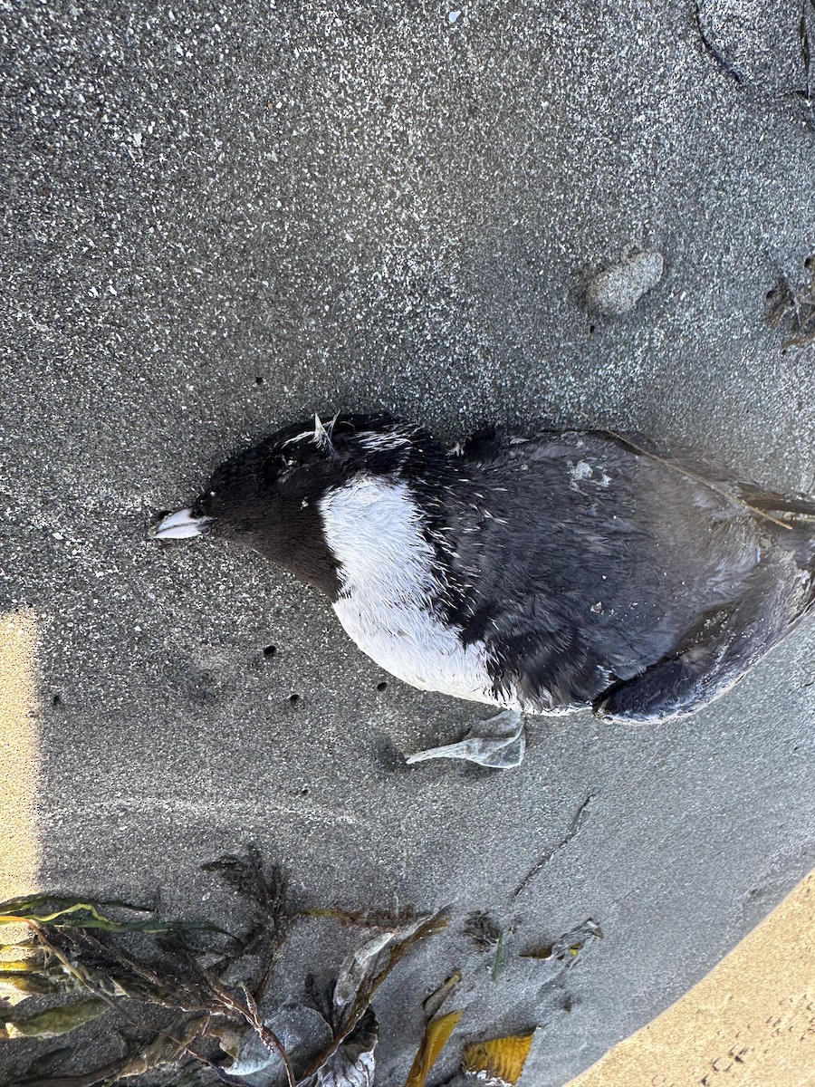 eBird Checklist - 24 May 2026 - Cayucos State Beach, Cayucos US-CA (35. ...