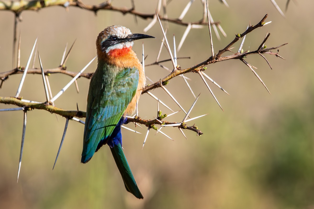 White-fronted Bee-eater - ML658324353
