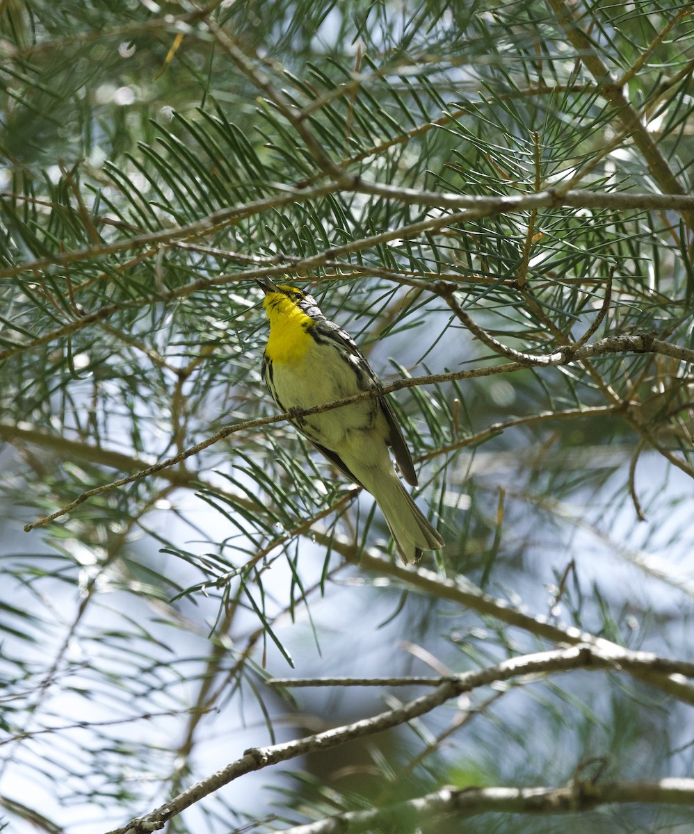 Grace's Warbler - ML658324715