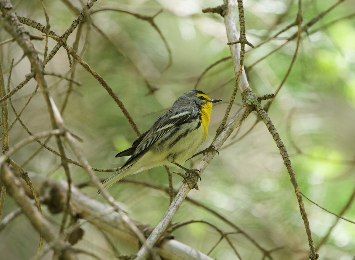 Grace's Warbler - ML658324728