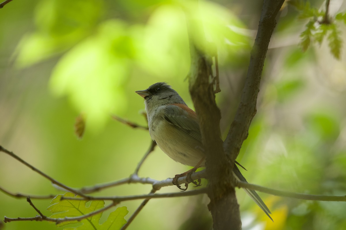 Dark-eyed Junco - ML658324756