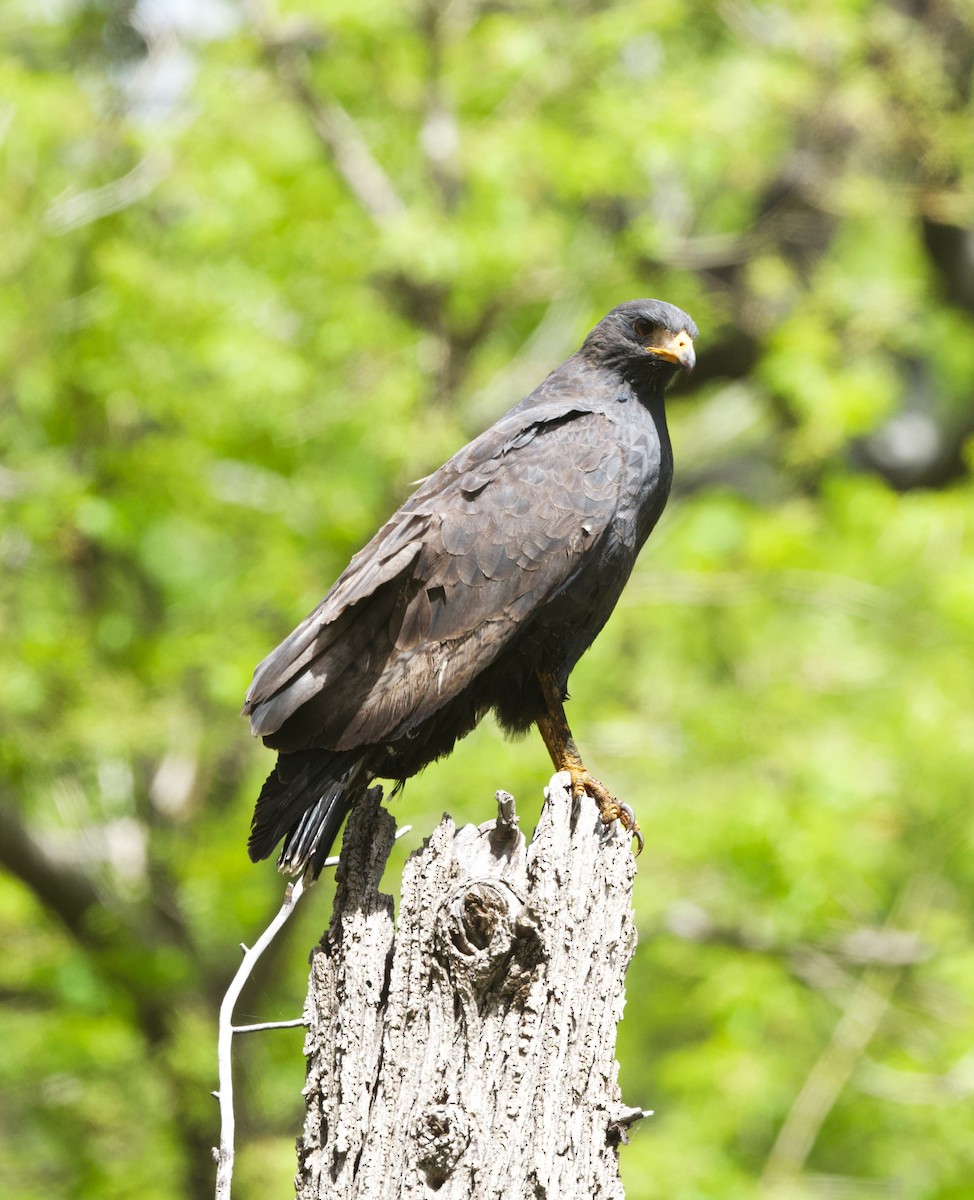Common Black Hawk - ML658324783