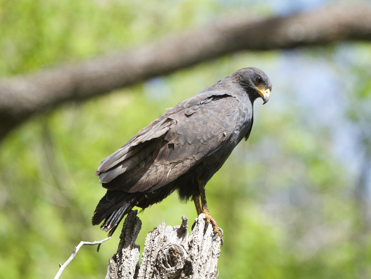 Common Black Hawk - ML658324784