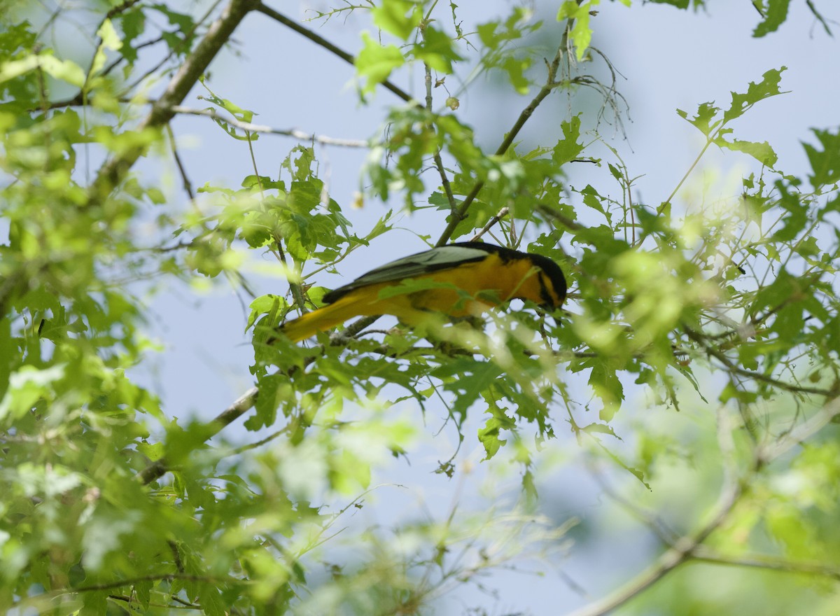 Bullock's Oriole - ML658324853