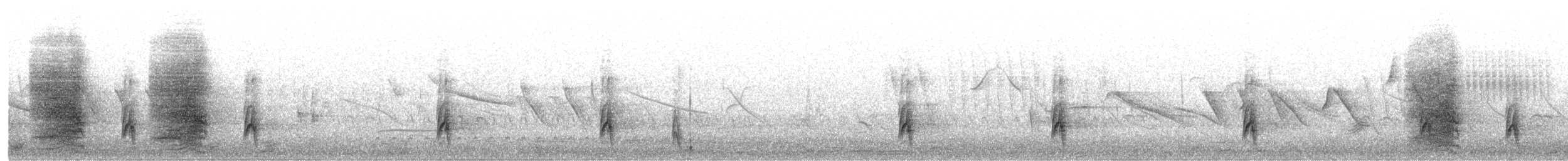 ステラーカケス（coronata グループ） - ML658325227