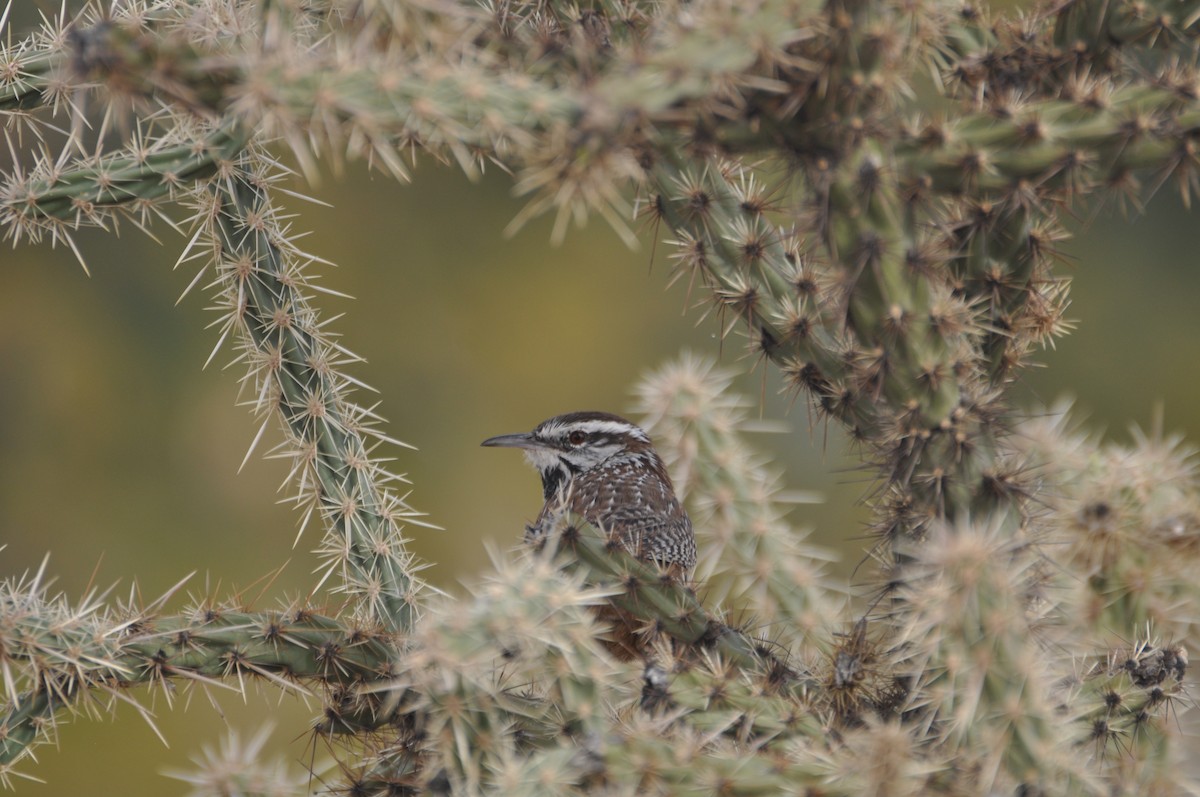 Cactus Wren