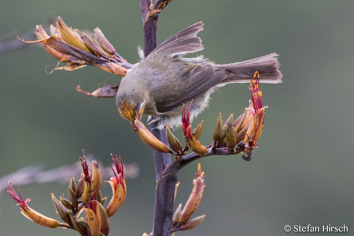 New Zealand Bellbird - ML65832651