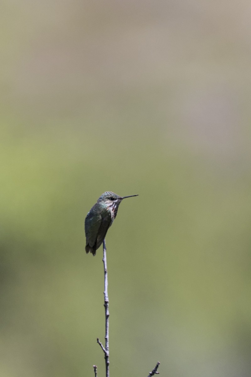 Calliope Hummingbird - ML658326778