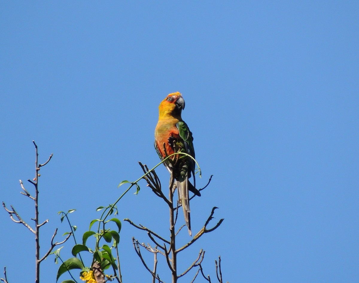 eBird Checklist - 23 May 2026 - Rio de Janeiro--Quinta da Boa Vista ...