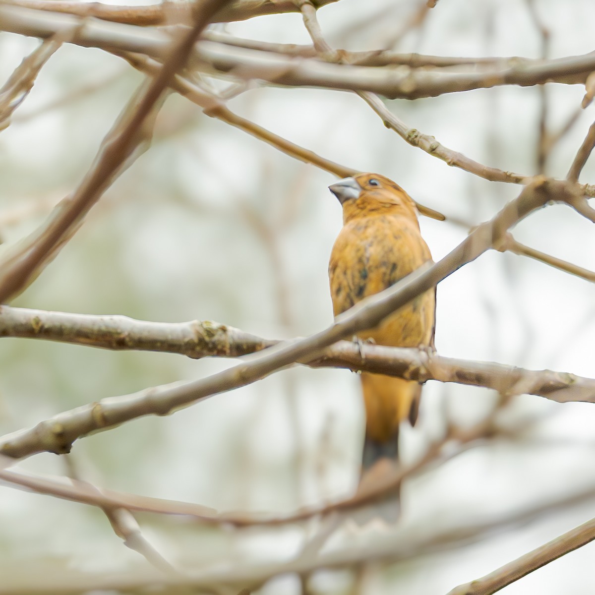 Ultramarine Grosbeak - ML658327618