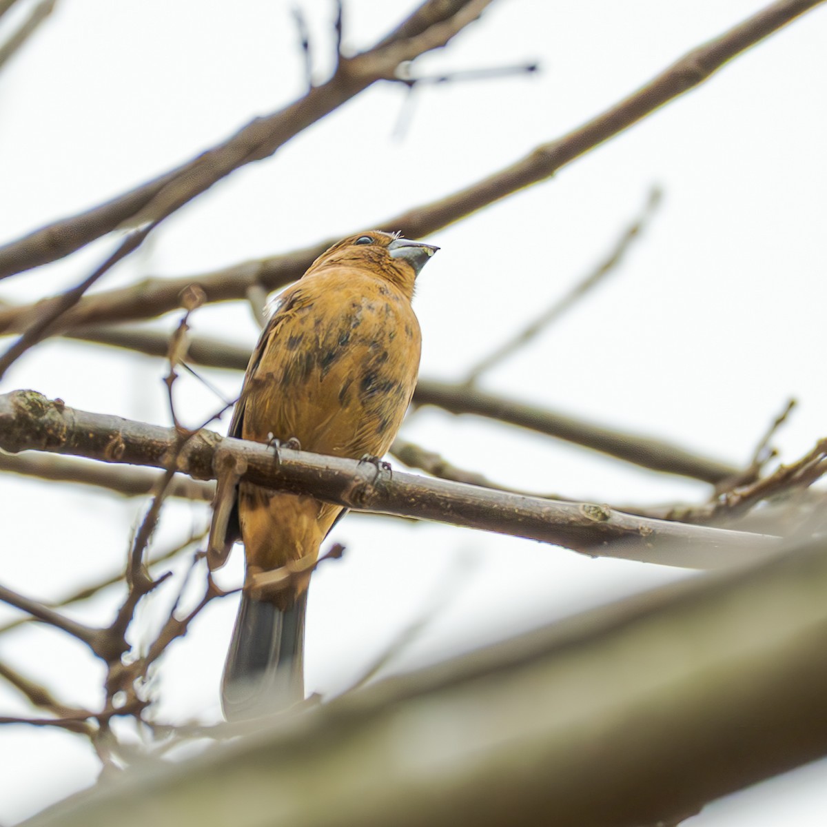Ultramarine Grosbeak - ML658327619