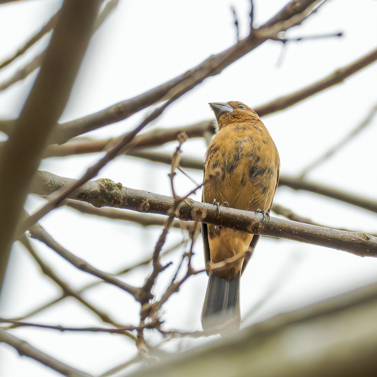 Ultramarine Grosbeak - ML658327620