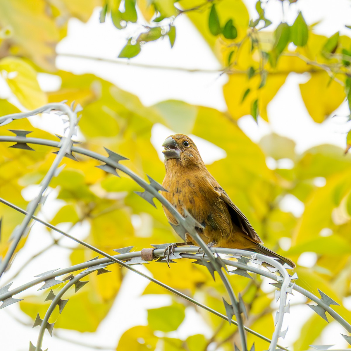 Ultramarine Grosbeak - ML658327621