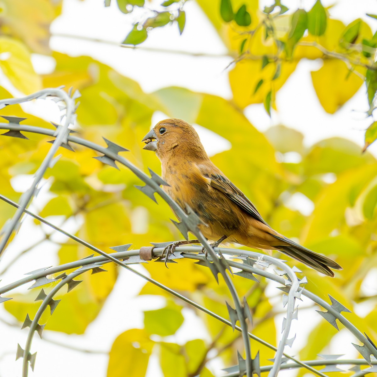 Ultramarine Grosbeak - ML658327622