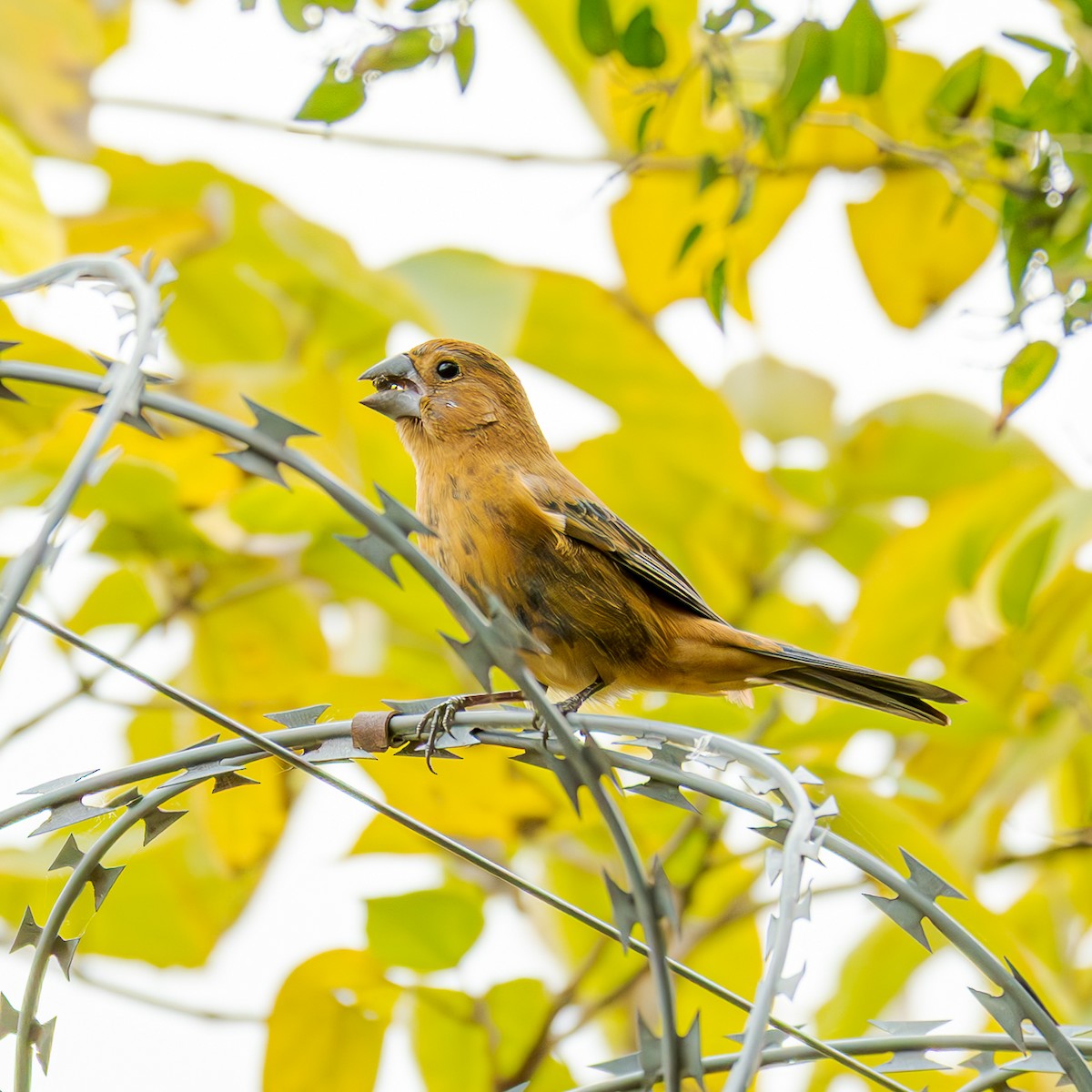 Ultramarine Grosbeak - ML658327623