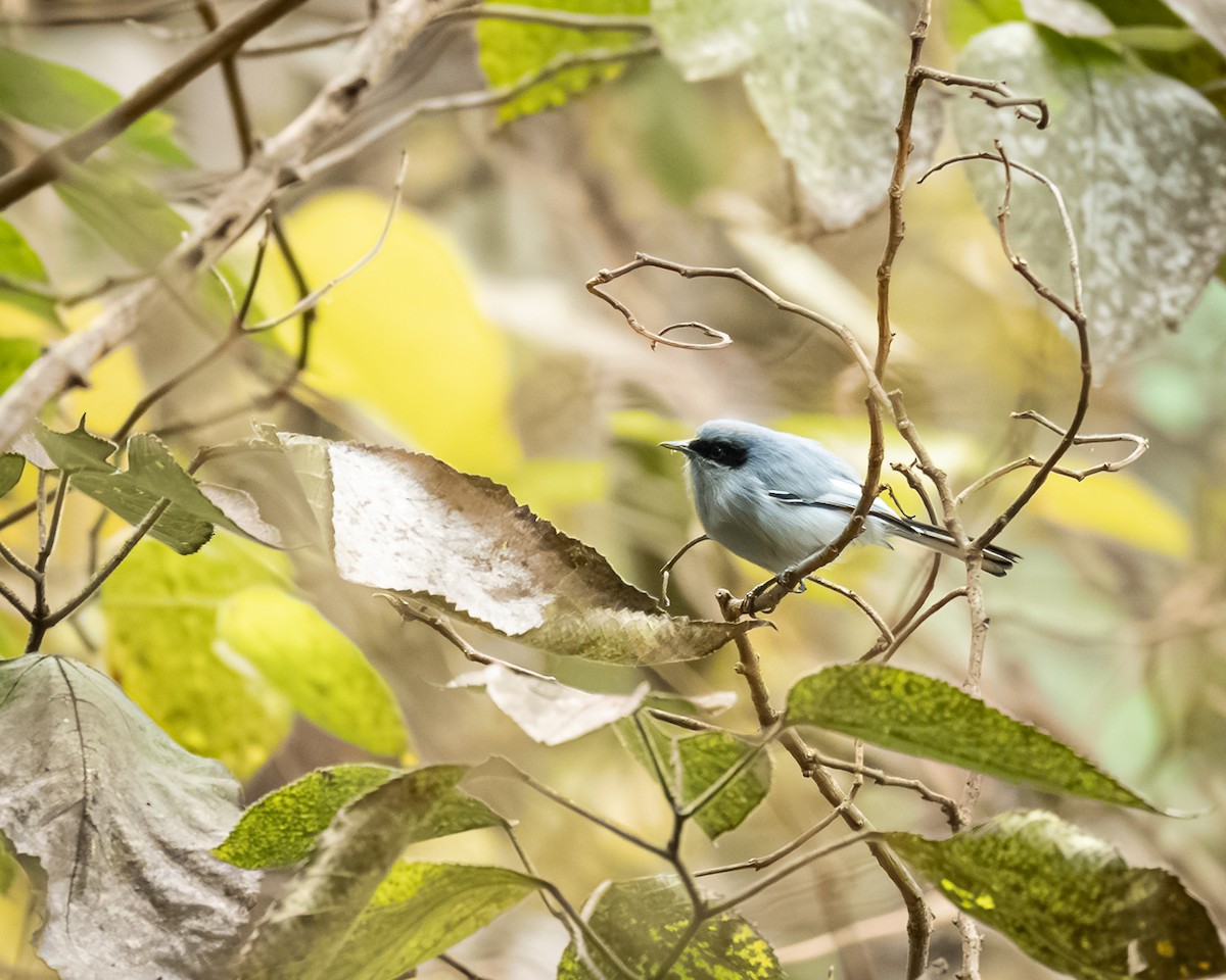Masked Gnatcatcher - ML658327661
