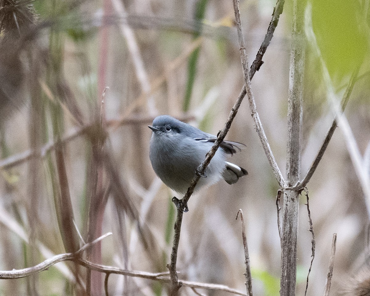 Masked Gnatcatcher - ML658327662