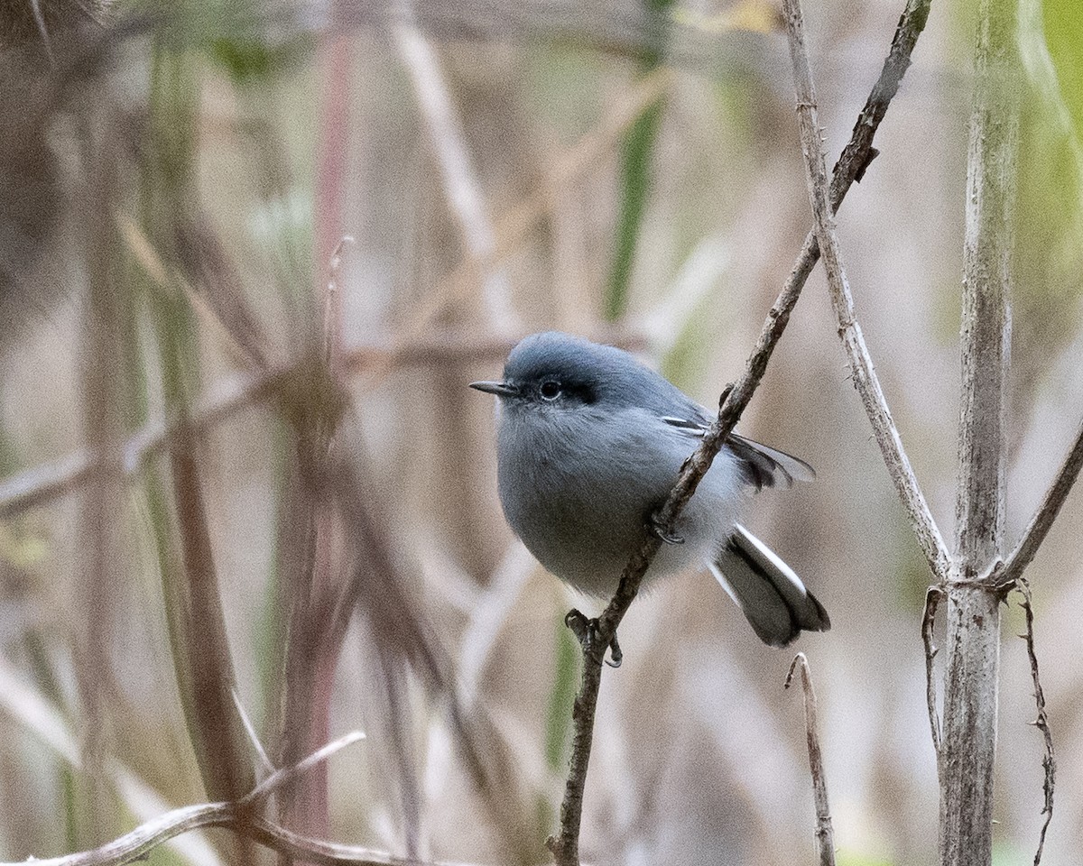 Masked Gnatcatcher - ML658327663
