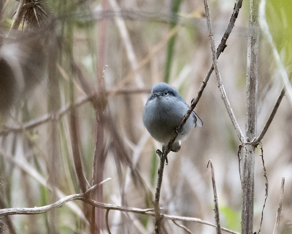 Masked Gnatcatcher - ML658327664