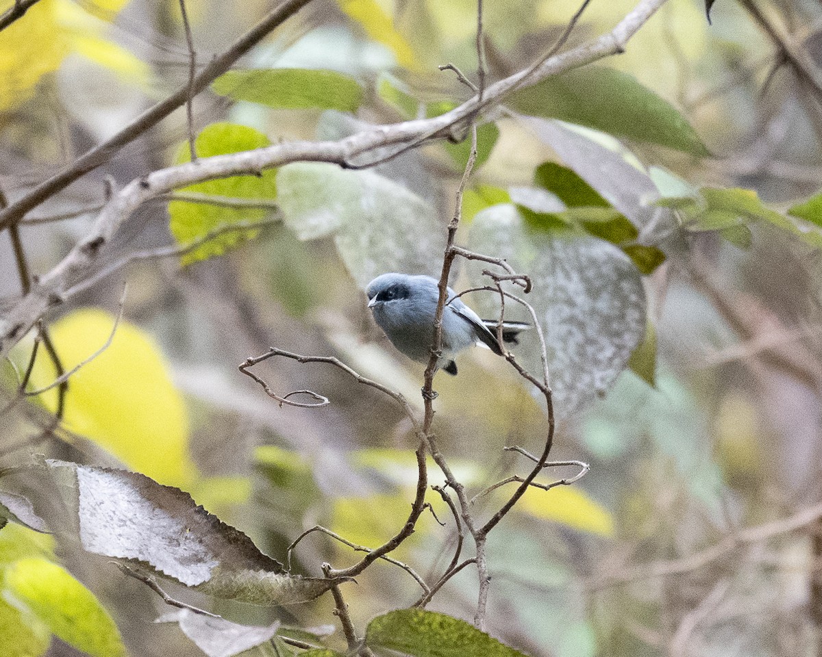 Masked Gnatcatcher - ML658327665