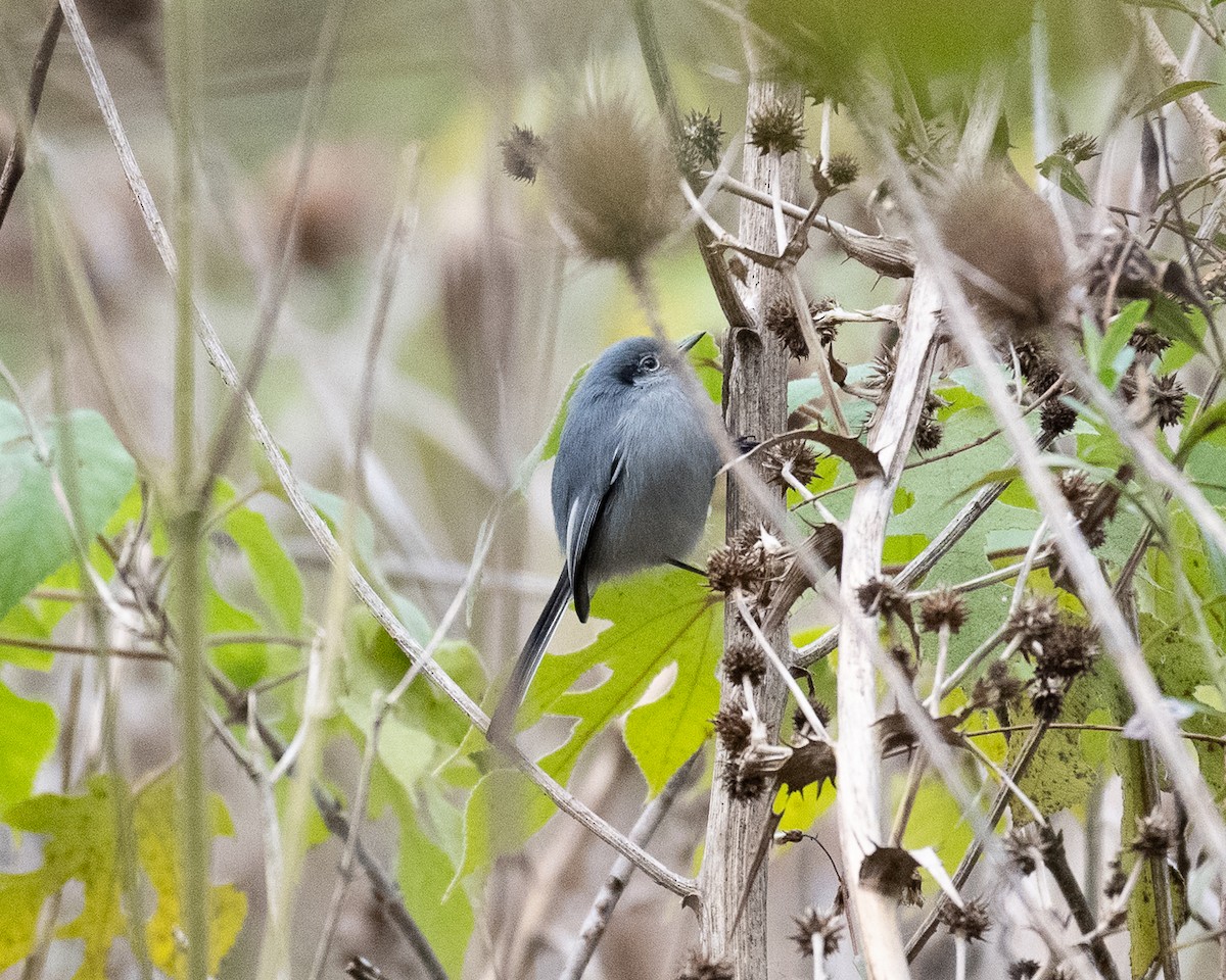 Masked Gnatcatcher - ML658327666