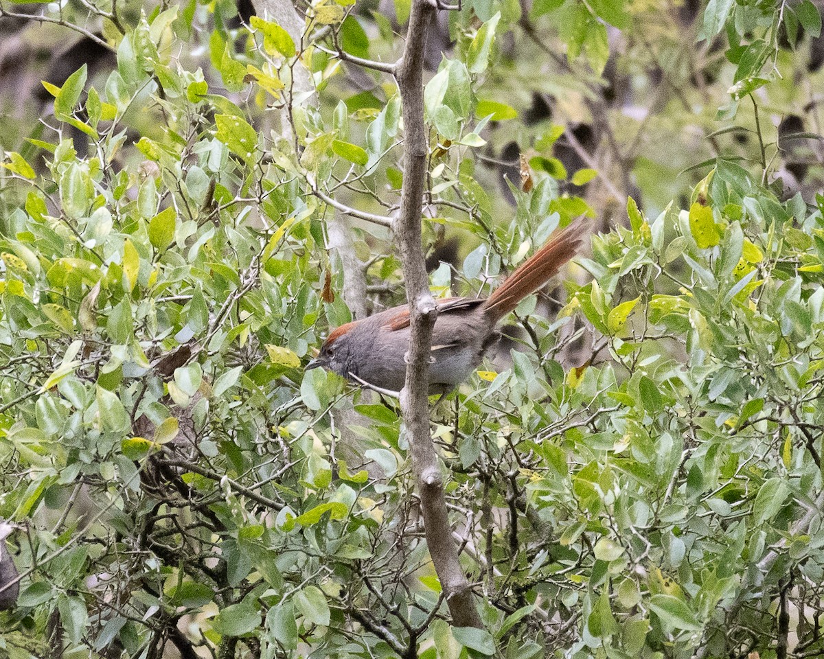 Sooty-fronted Spinetail - ML658327730