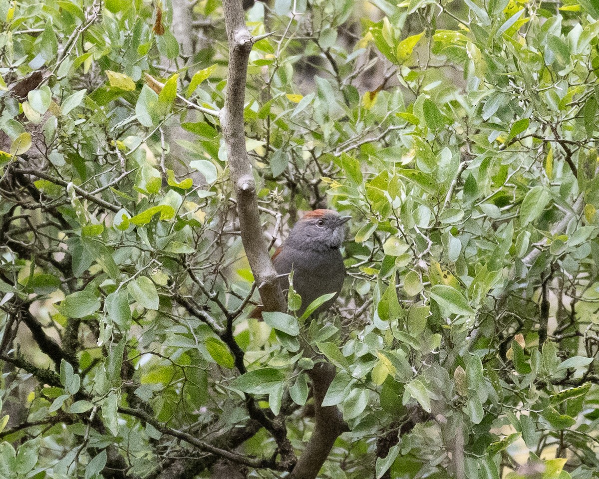 Sooty-fronted Spinetail - ML658327731