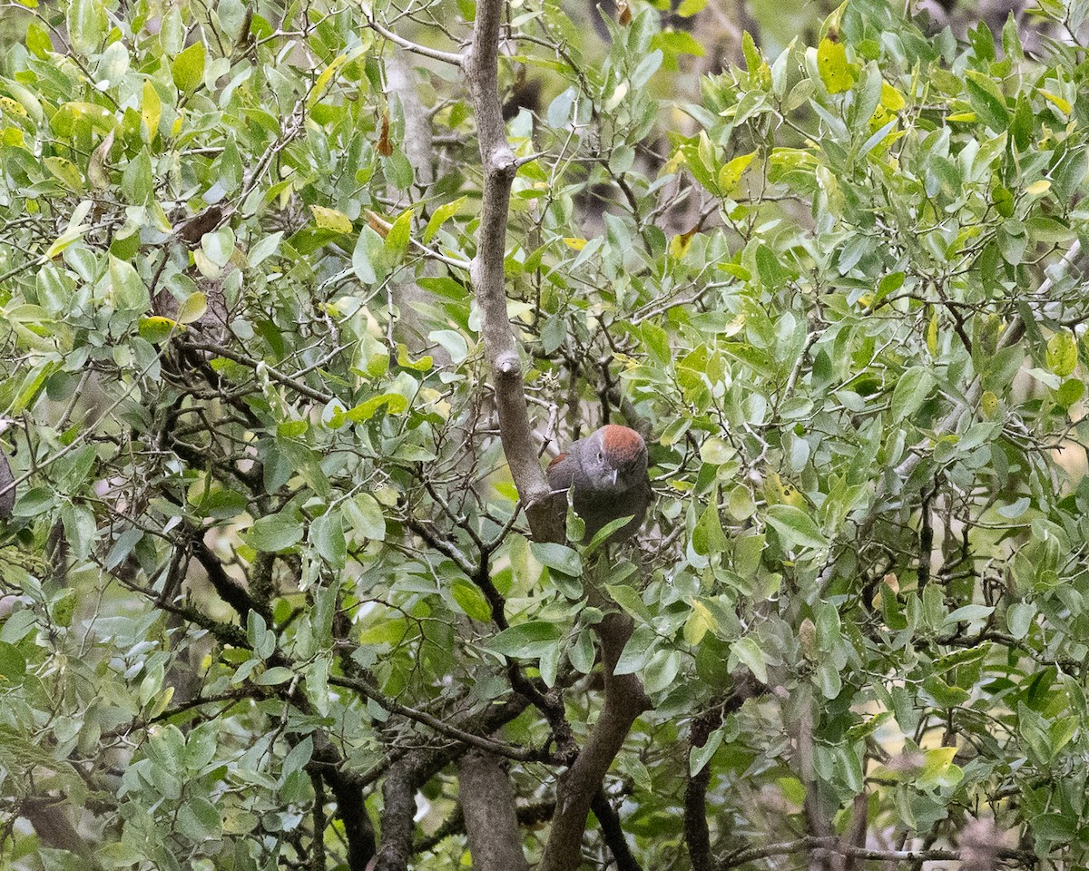 Sooty-fronted Spinetail - ML658327732