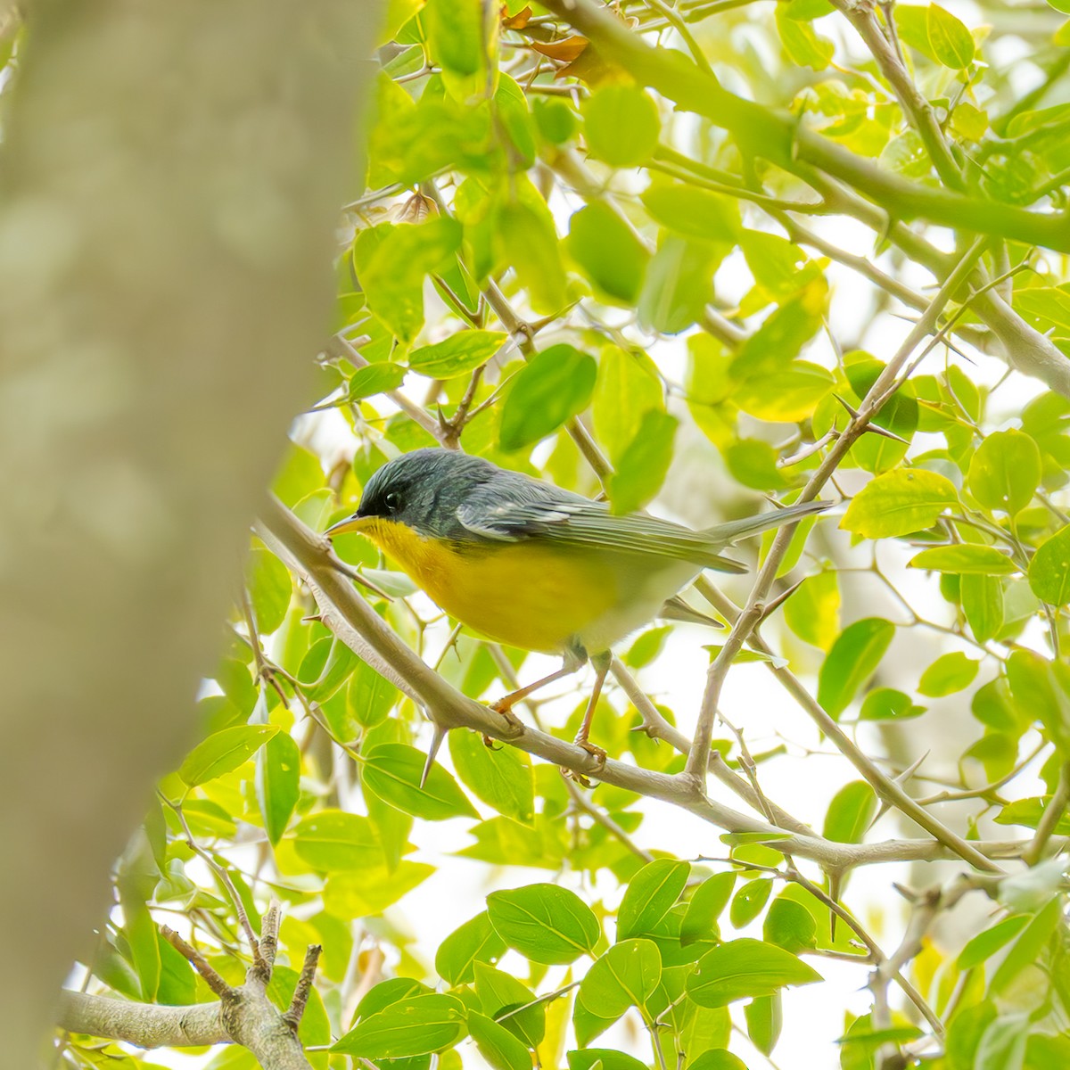 Tropical Parula - ML658327848