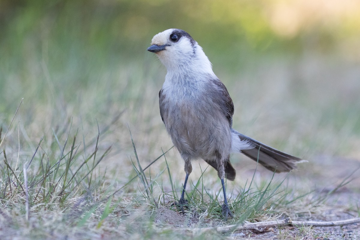 Canada Jay - ML658328119